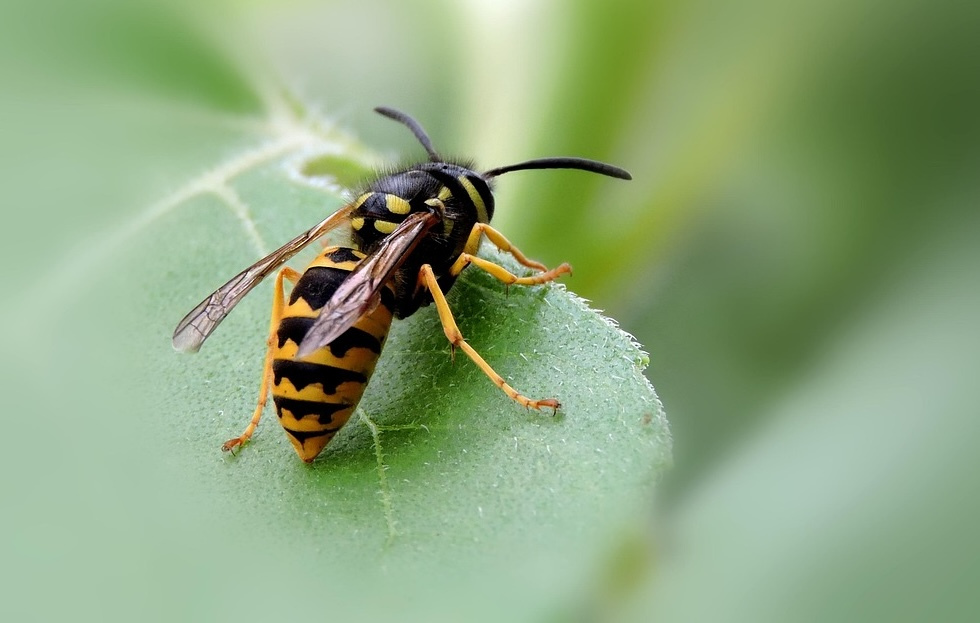 Wespe auf einem Blatt